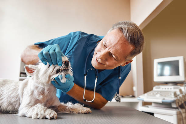 Best Emergency Root Canal Treatment in Forestville, MD